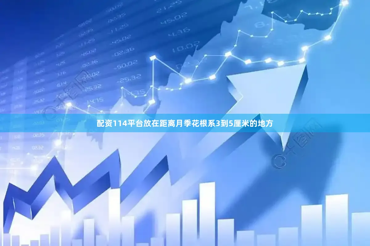 配资114平台放在距离月季花根系3到5厘米的地方
